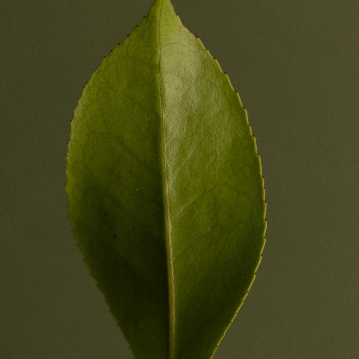 Craft Matcha