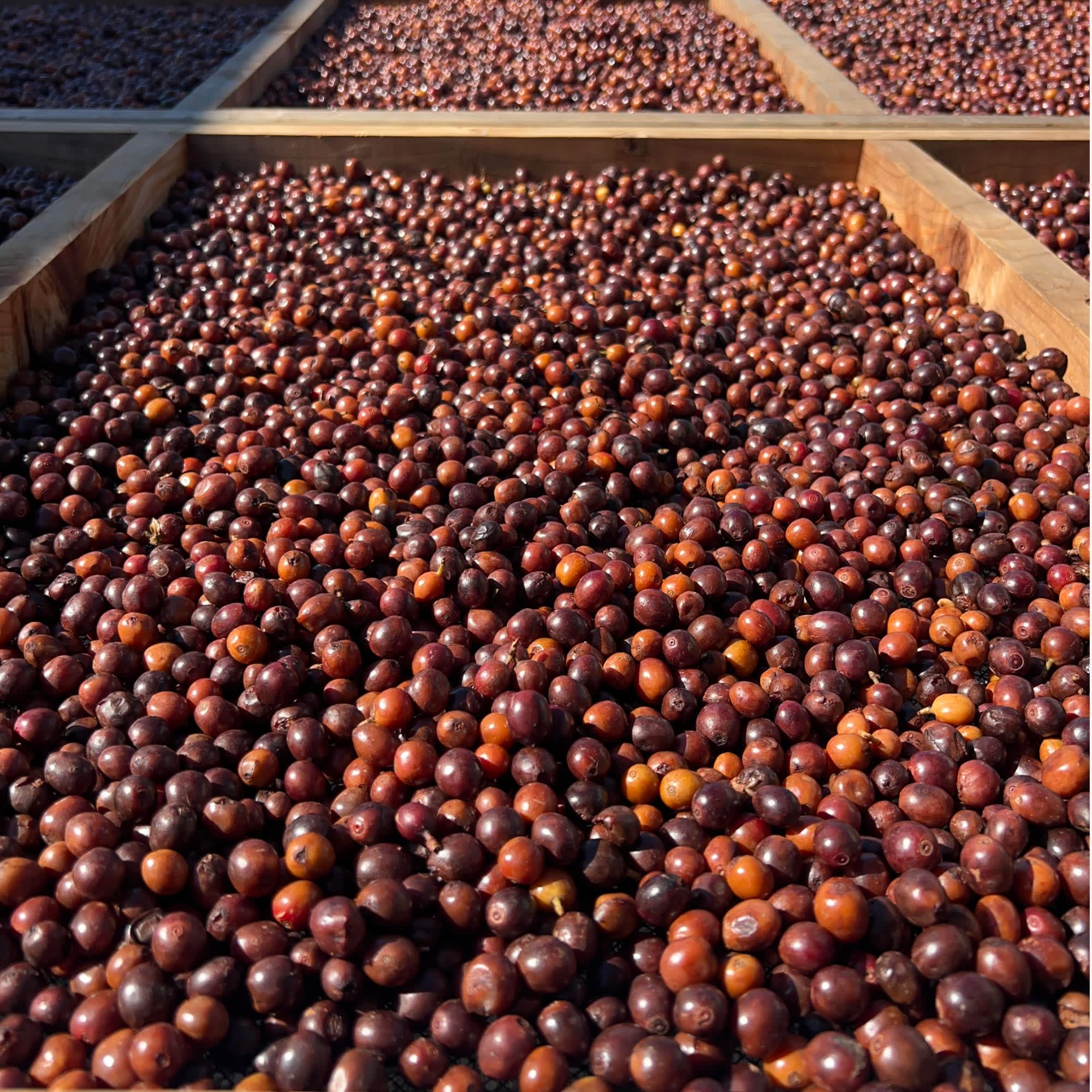 Exceedingly Rare California Frinj Yeast Washed Gesha