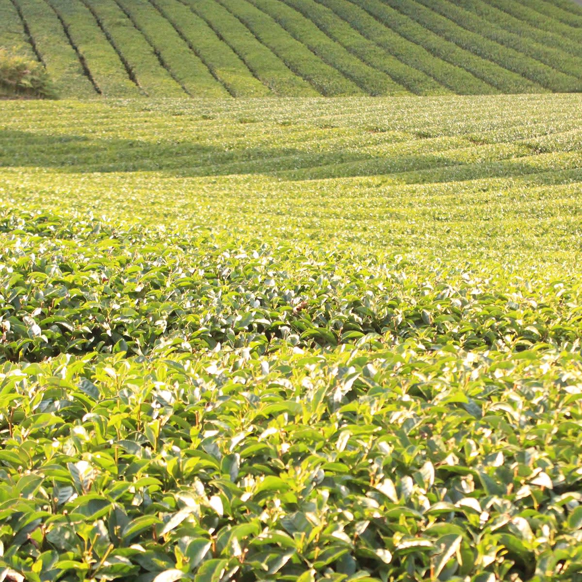 Craft Hōjicha